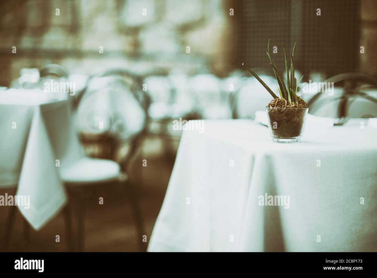 Topfpflanze auf einem Tisch in einem Restaurant Stockfoto