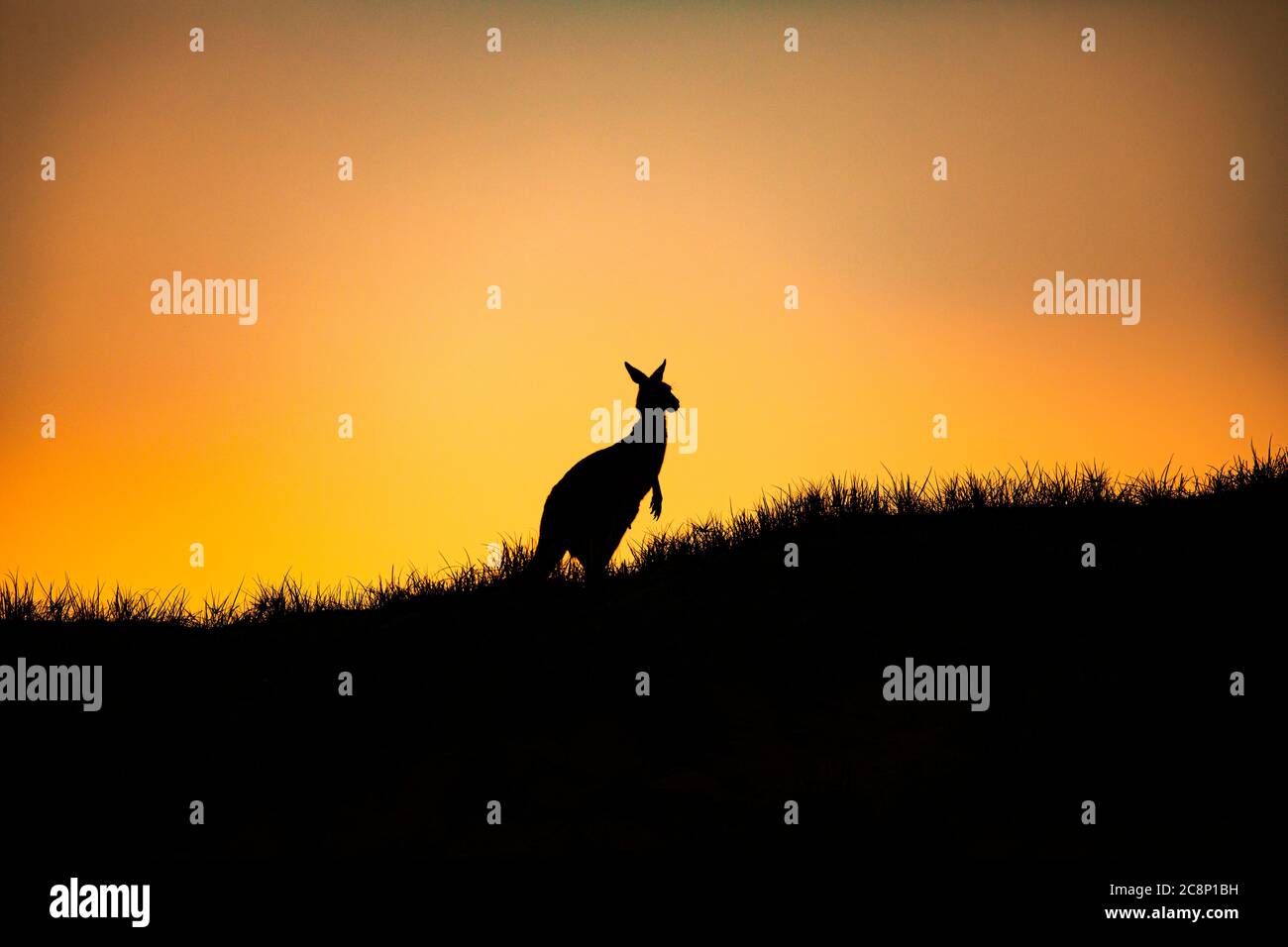 Silhouette eines Känguru, North Stradbroke Island, Moreton Bay, Queensland, Australien Stockfoto