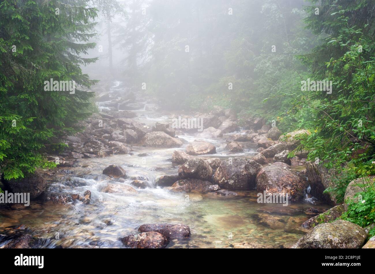 Mountain River High Tatra National Park Stockfoto