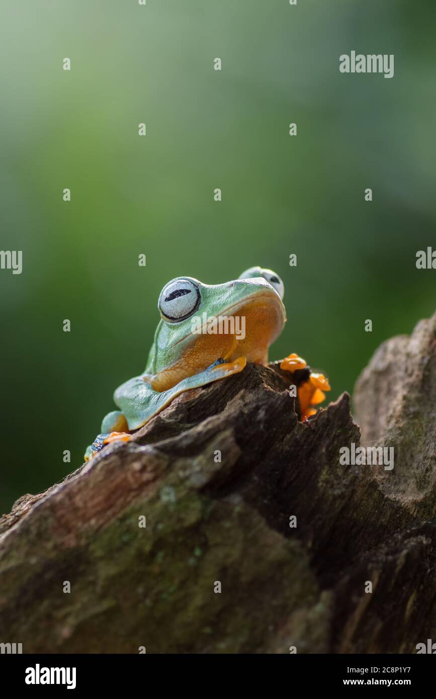 Porträt eines grünen Baumfrosches, Indonesien Stockfoto