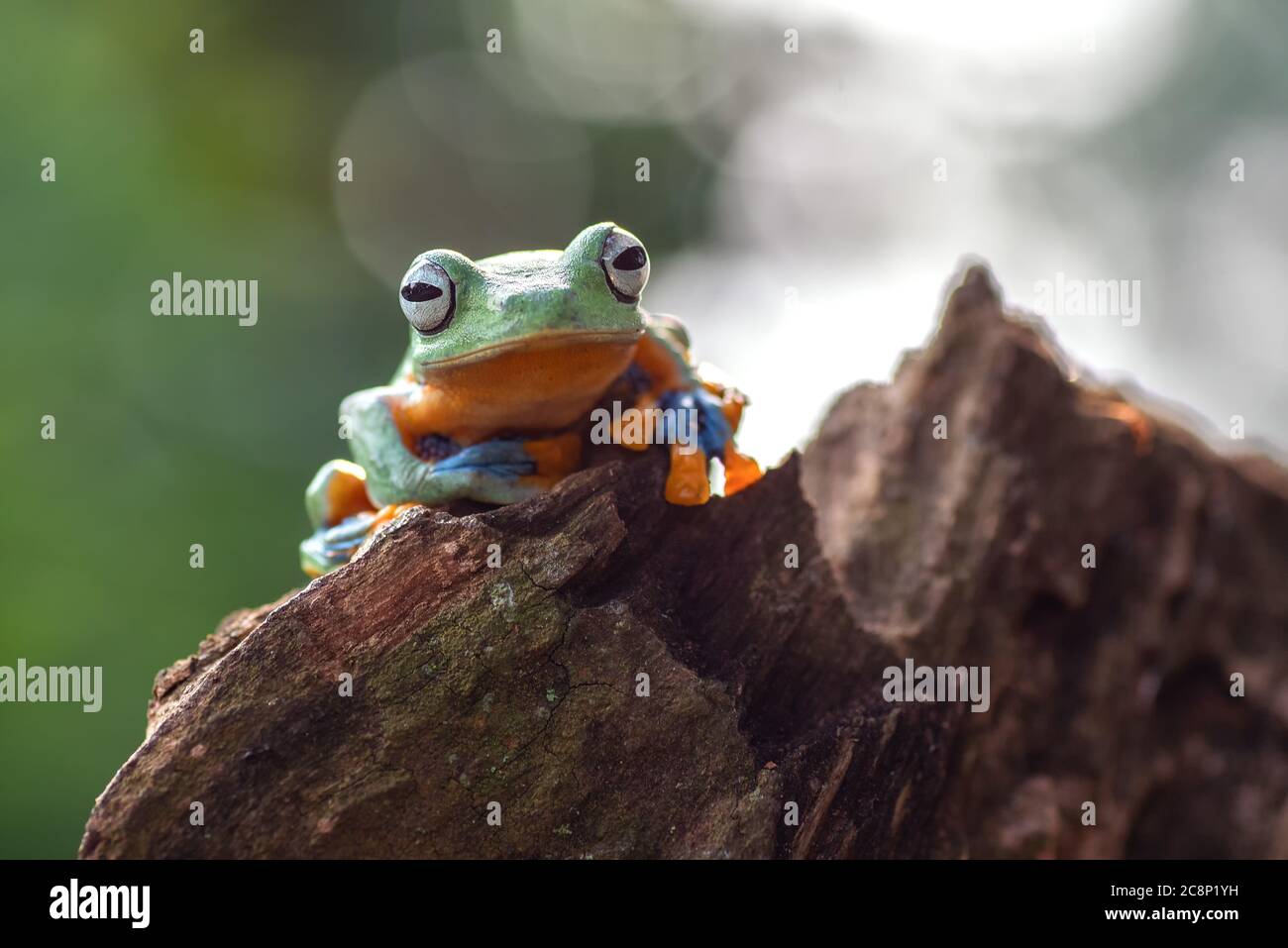 Porträt eines grünen Baumfrosches, Indonesien Stockfoto