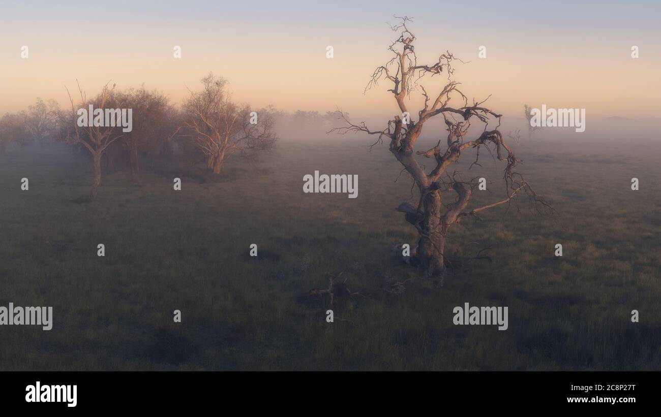 Ländliche Landschaft im Nebel, New South Wales, Australien Stockfoto