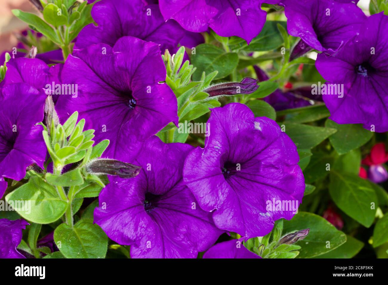 Schöne Darstellung von tiefvioletten Petunias Stockfoto