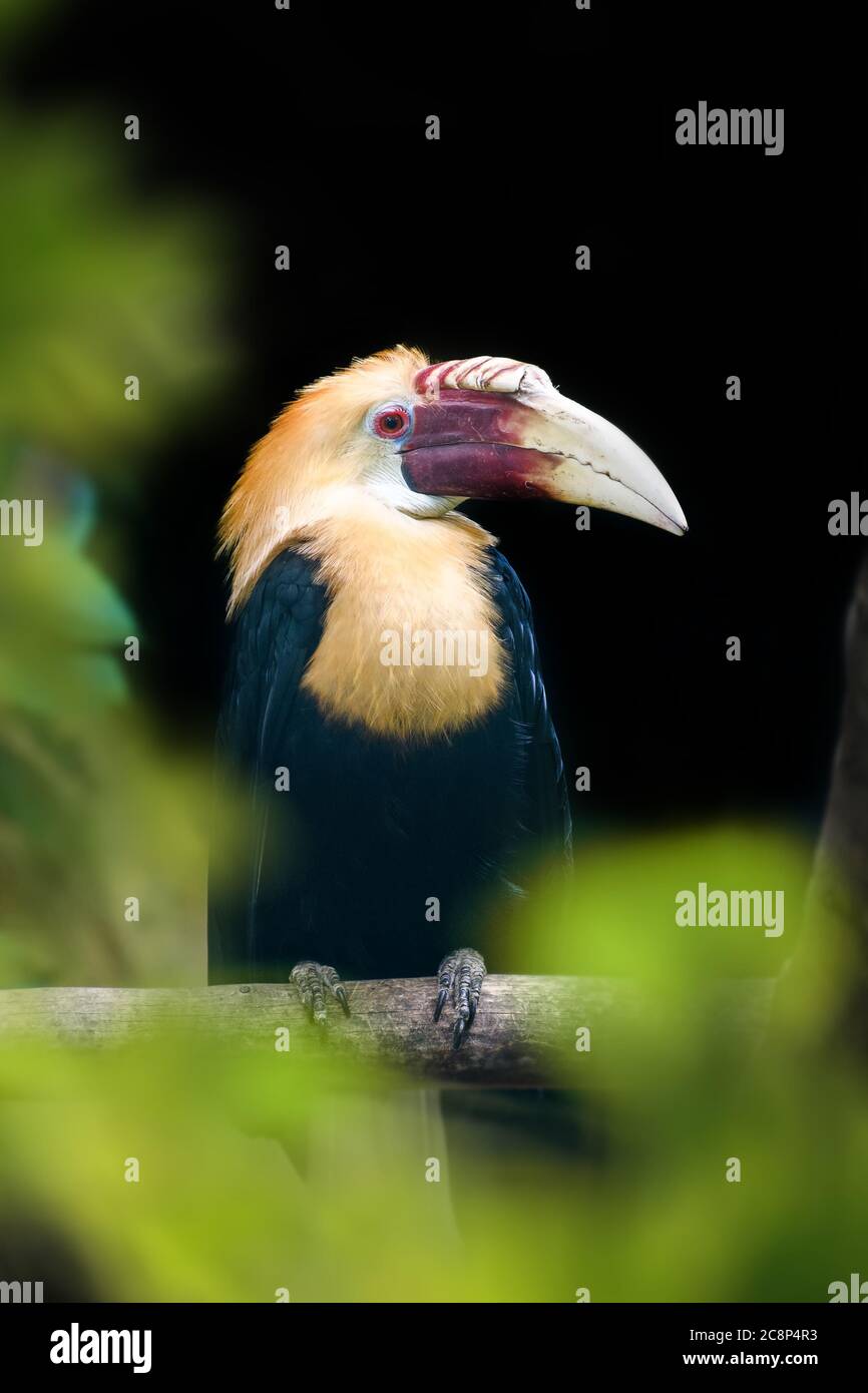 Papuan Hornbill, Blyth-Hornbill (Rhyticeros plicatus). Schöner Dschungel Hornbill, Wildlife Szene der Natur Stockfoto