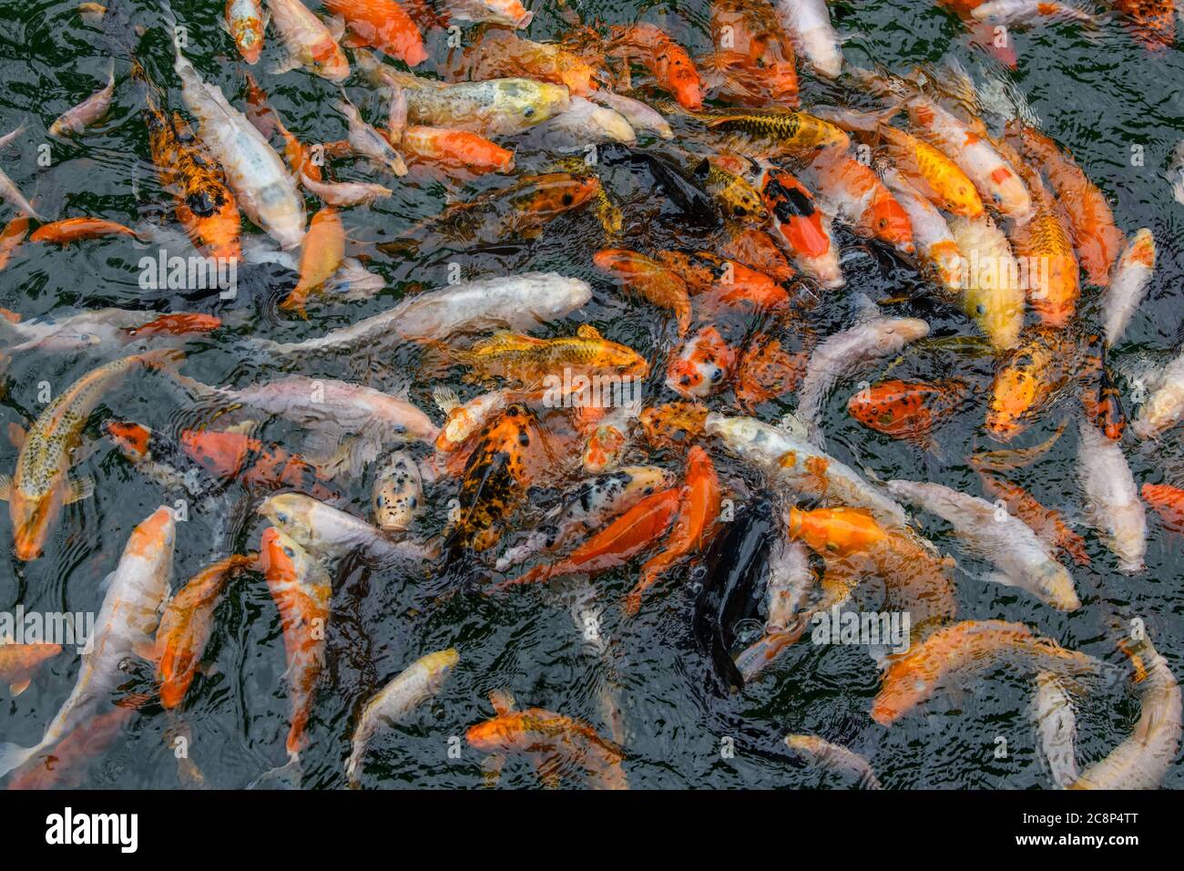 Schwimmende Bunte Fische Von Oben Stockfotos und bilder Kaufen Alamy
