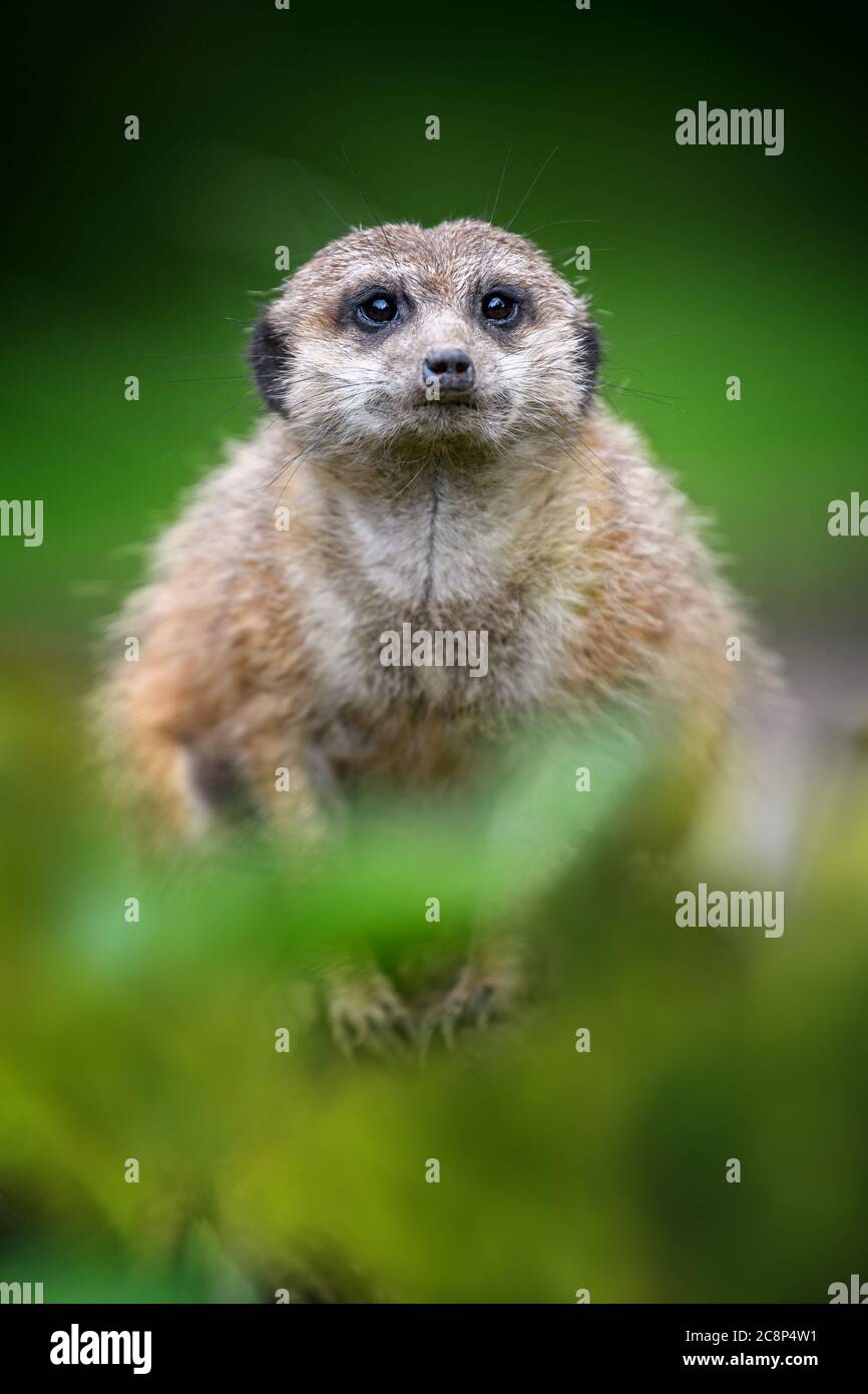 Niedliche Erdmännchen stehen auf der Suche nach etwas. Suricata suricatta wilde Raubtiere in natürlicher Umgebung. Wildlife-Szene aus der Natur Stockfoto