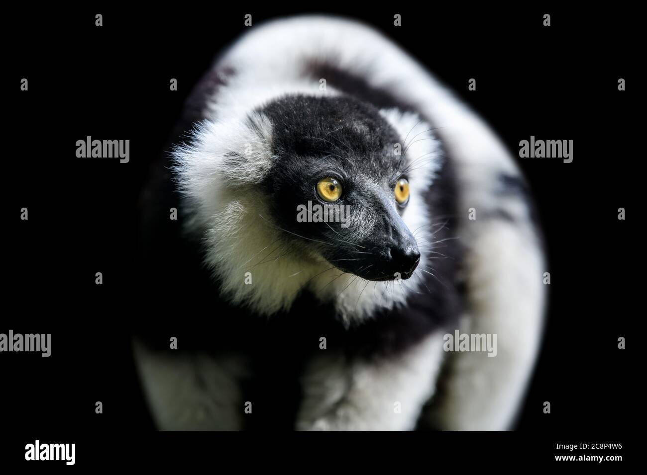 Schließen Schwarz-weiß geraffter Lemur auf schwarzem Hintergrund Stockfoto