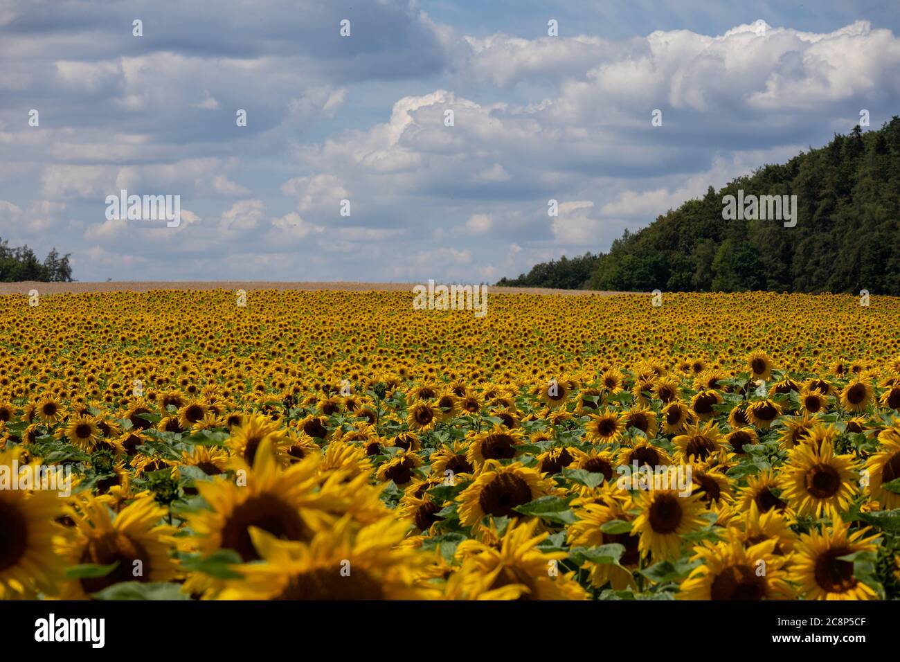 Ein Meer von Sonnenblumen Stockfoto