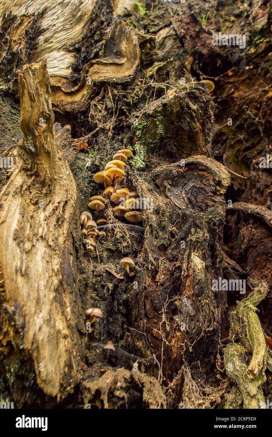 Gelbe Pilze, Flechten, Moose und Spinnweben auf gefallener, alter Eiche Stockfoto