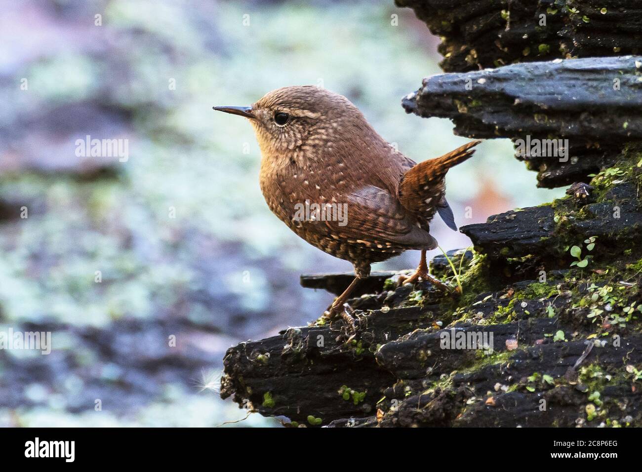 Winterzaun Stockfoto