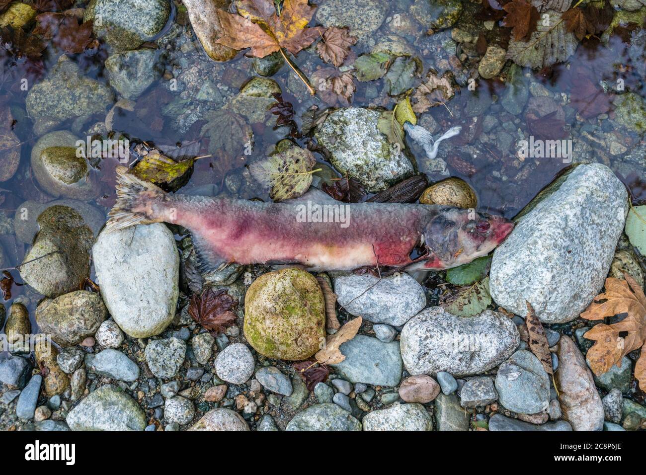 Squamish, BC/Kanada-5. Oktober 2019: Toter Lachs im Stawamus River nach dem Lachslauf oder Lachszug. Diese Fische reisen viele Meilen Upstrea Stockfoto