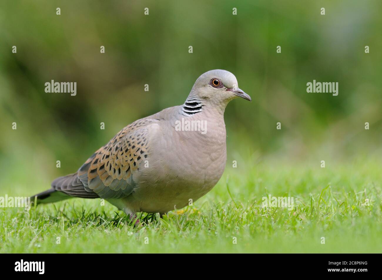 Turtle Dove, Streptopelia turtur, Fütterung auf Gartenrasen, Norfolk, September Stockfoto