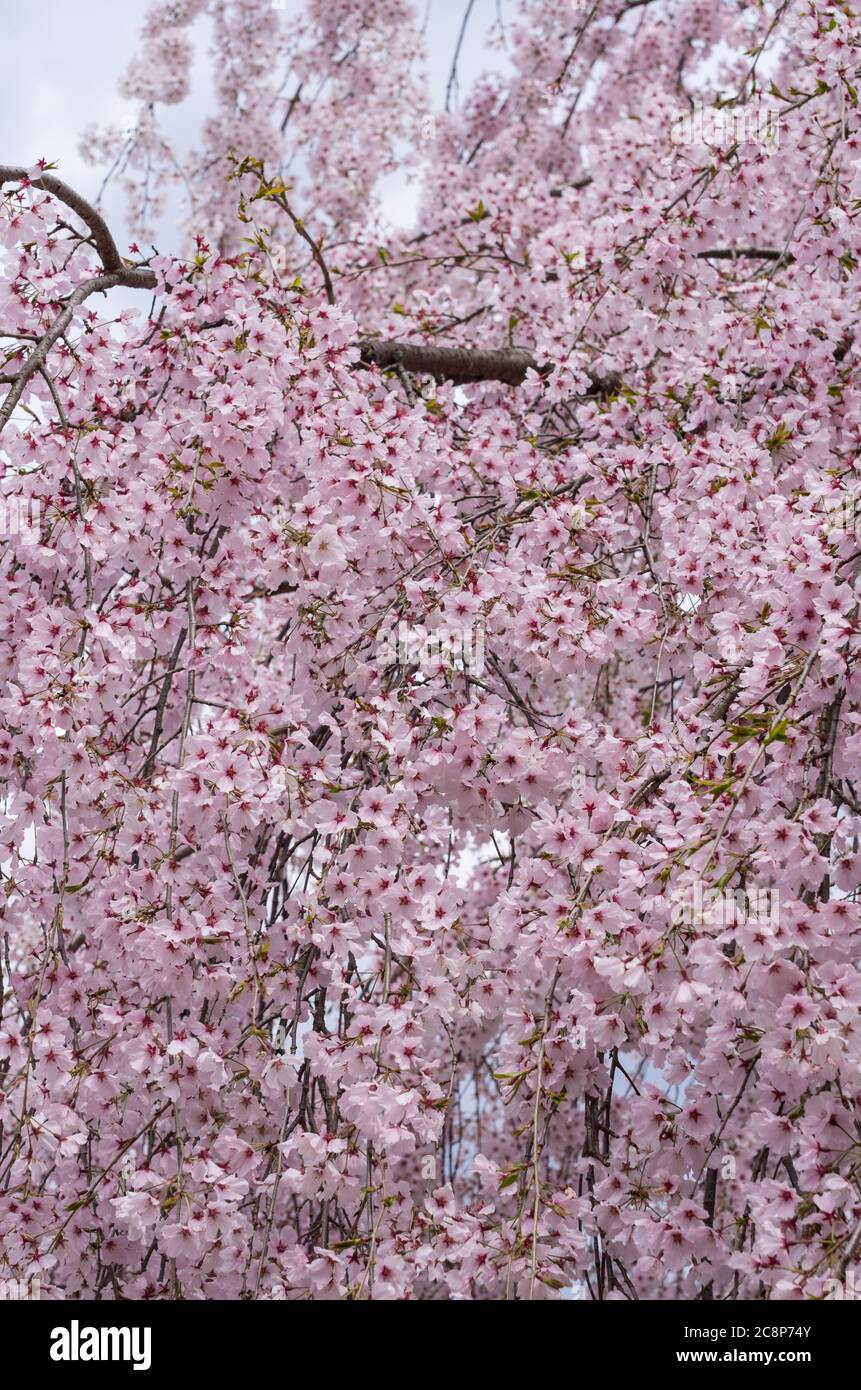 Kirschblüten im Sakuragaoka Park in Miyoshi, Präfektur Tokushima, Shikoku Japan - Shidarezakura Weinender Kirschbaum Stockfoto