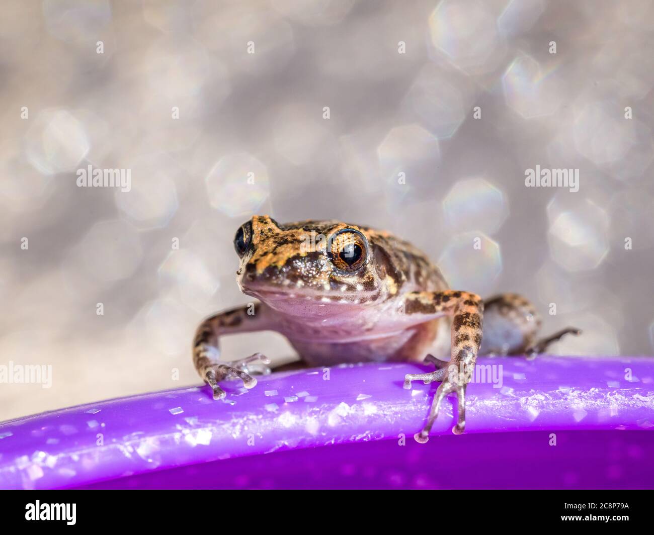 Sarasota, USA, 26. Juli 2020 - eine östliche Spadtfußkröte (Scaphiopus holbrookii) in Sarasota, Florida. Kredit: Enrique Shore/Alamy Stock Foto Stockfoto