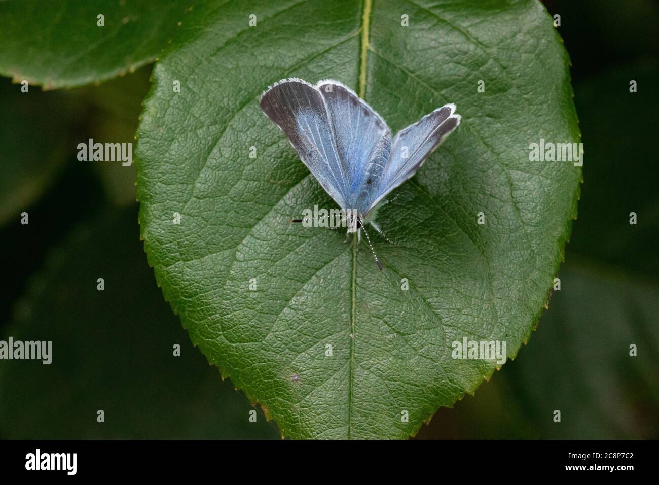 Juli in Glastonbury und ein weiblicher Holly Blue Schmetterling (Celastrina argiolus) ruht auf einem Rosenblatt in einem Garten. Stockfoto