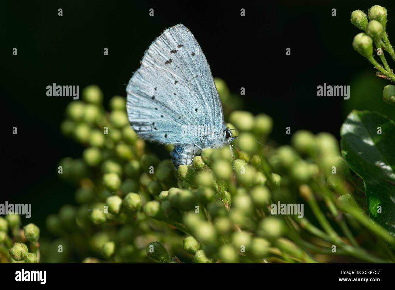 Mai in Glastonbury und ein weiblicher Holly Blue Schmetterling (Celastrina argiolus) legt Eier auf die Blütenknospen eines Pyramicantha-Busches in einem Garten. Stockfoto