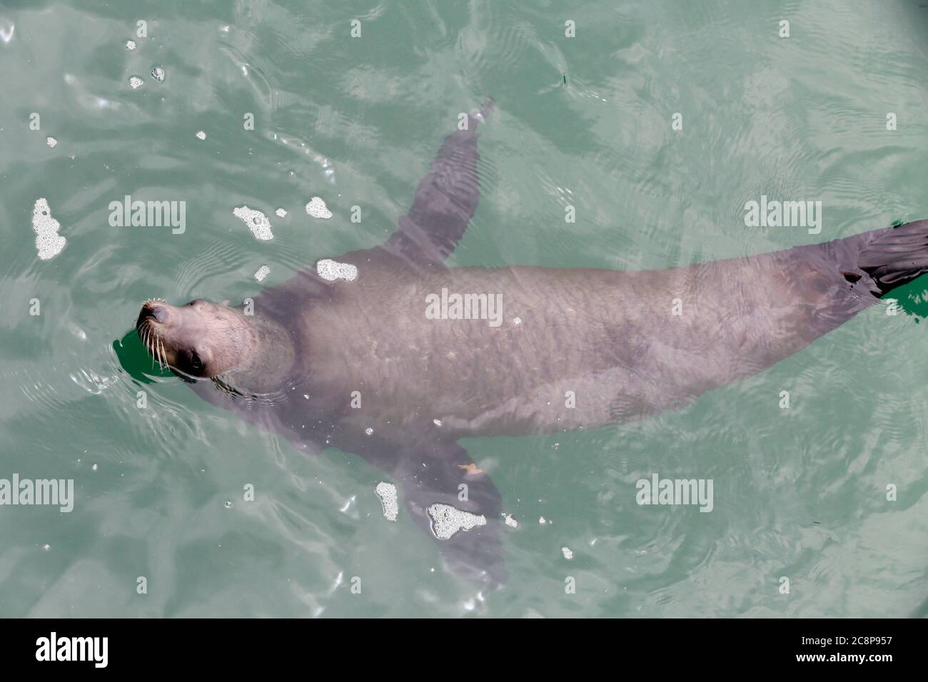 Die Hafen- (oder Hafen-) Robbe (Phoca vitulina), auch bekannt als die gemeinsame Robbe, die auf dem Pazifischen Ozean schwimmend ist Stockfoto