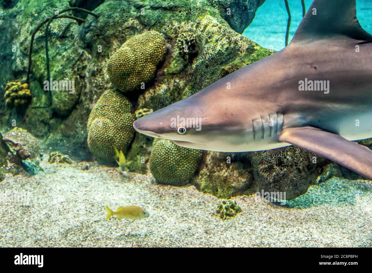 Hai, Haifischbecken, Albuquerque Aquarium, New Mexico, USA Stockfoto