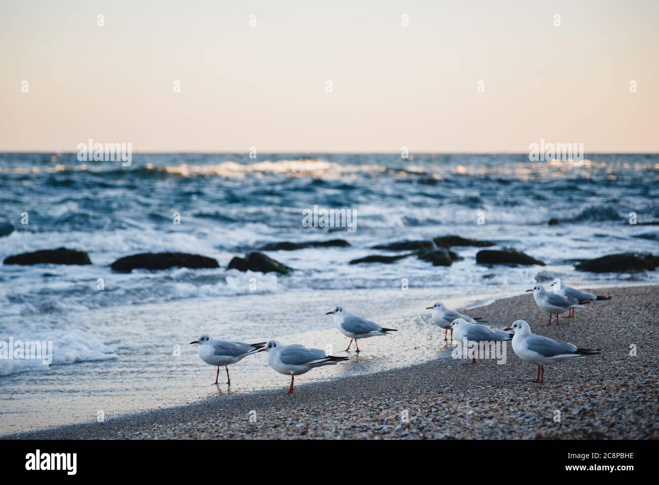 Möwen am Sandstrand, die in die gleiche Richtung schauen. Abendlicht. Stockfoto
