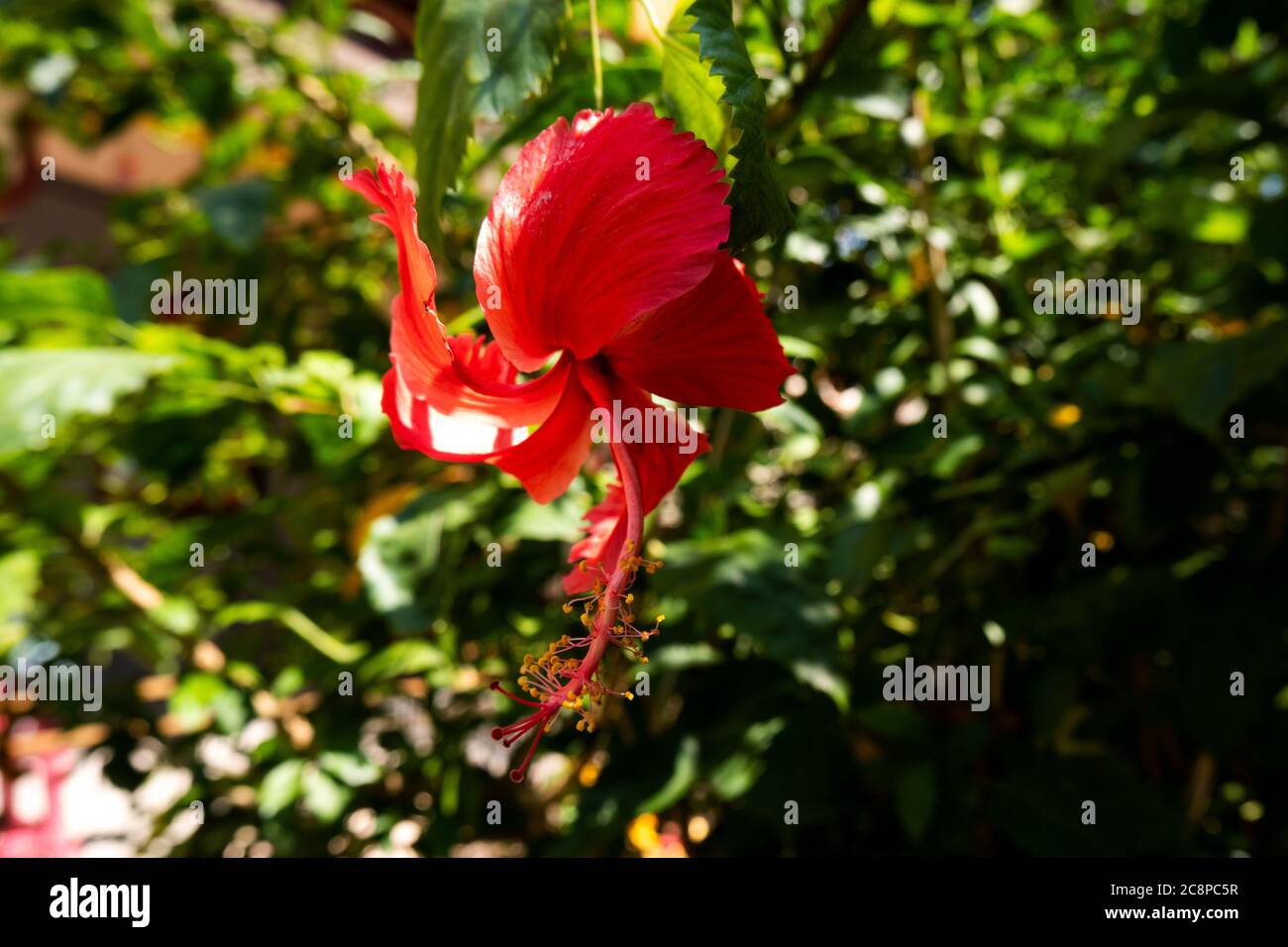 Nahaufnahme der roten Hibiskusblüte in Garten grüne Blätter verschwommener Hintergrund Stockfoto