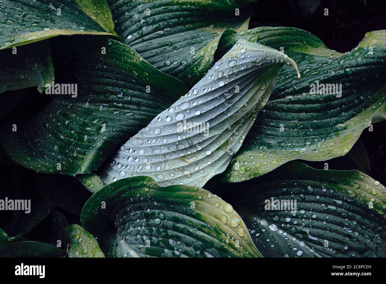 Hosta große grüne Blätter mit Regentropfen in dunklem Ton Hintergrund. Frühlingshintergrund mit grünen Hostablättern. Blick von oben. Stockfoto