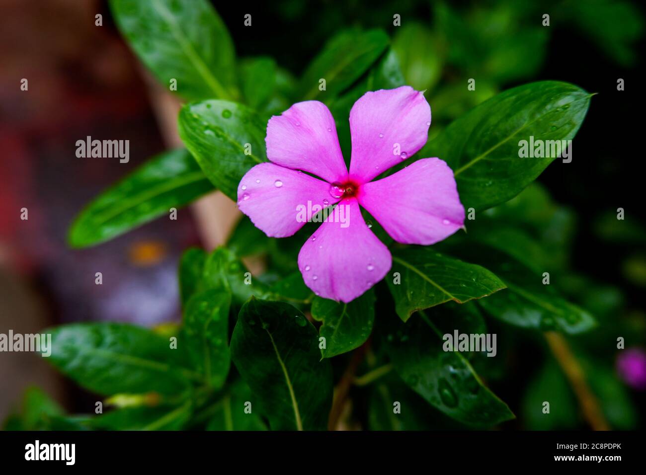 Draufsicht auf rosa Periwinkle Blume auf Regentropfen im Garten Stockfoto