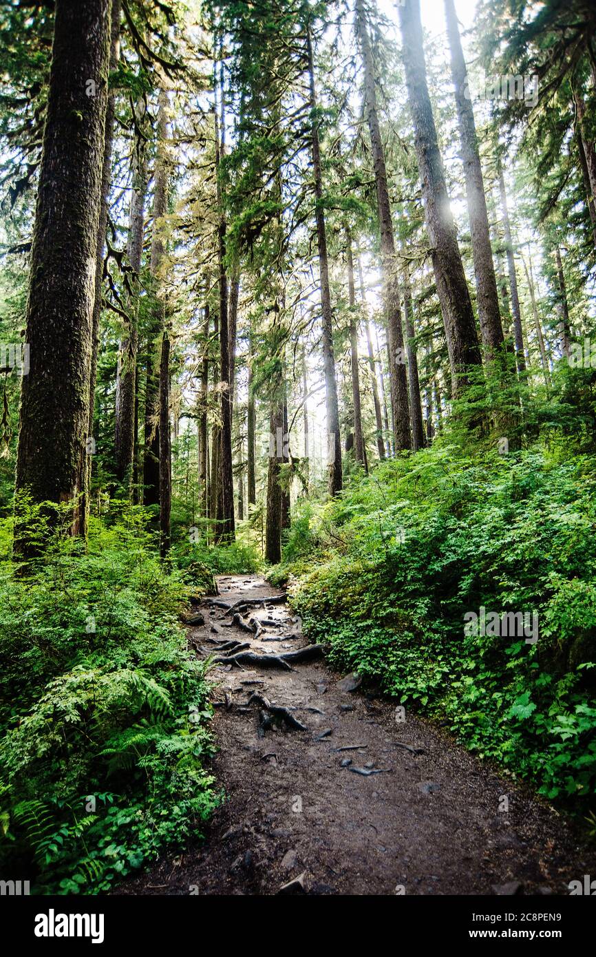 Wanderweg in Portland Oregon Stockfoto