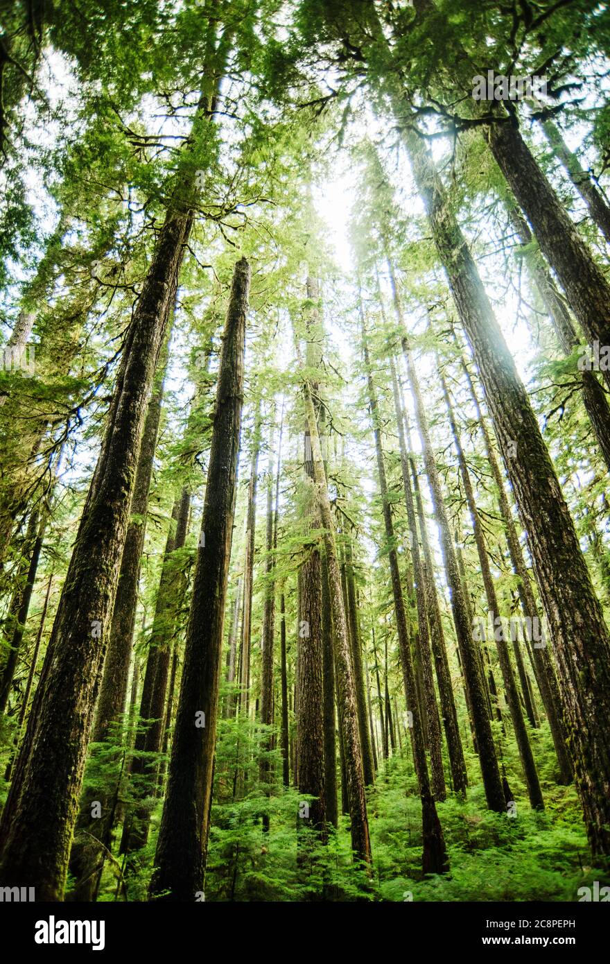 Wald in Portland Oregon Stockfoto