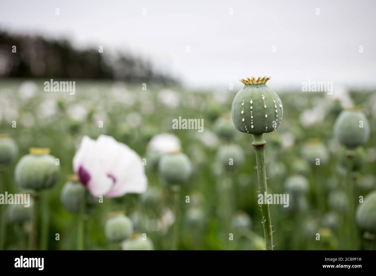 Detail des Mohnkopfes mit Opiumlatex, das aus unreifen Macadamia (Mohnsamen - Papaver somniferum), im Bereich der blummenden Mohnblume, illegalen Harfen fließt Stockfoto