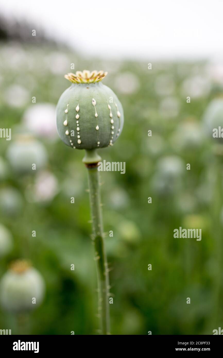 Detail des Mohnkopfes mit Opiumlatex, das aus unreifen Macadamia (Mohnsamen - Papaver somniferum), im Bereich der blummenden Mohnblume, illegalen Harfen fließt Stockfoto