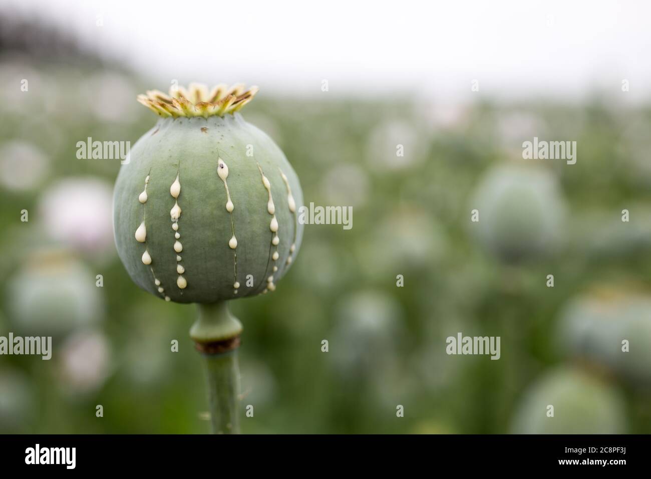 Detail des Mohnkopfes mit Opiumlatex, das aus unreifen Macadamia (Mohnsamen - Papaver somniferum), im Bereich der blummenden Mohnblume, illegalen Harfen fließt Stockfoto