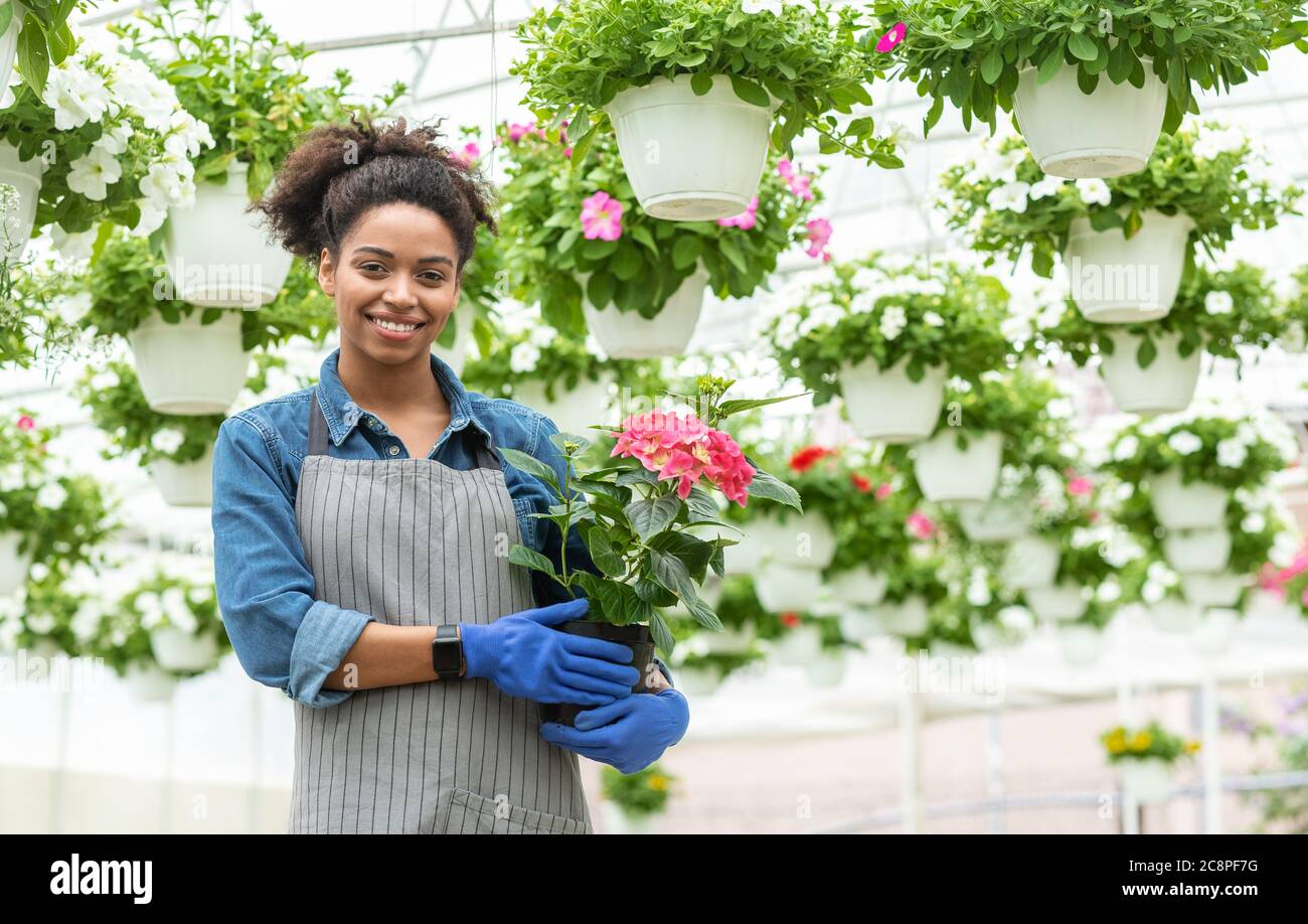 Blumengeschäft. Glückliche Frau Bauer hält rosa Blumen in den Händen Stockfoto