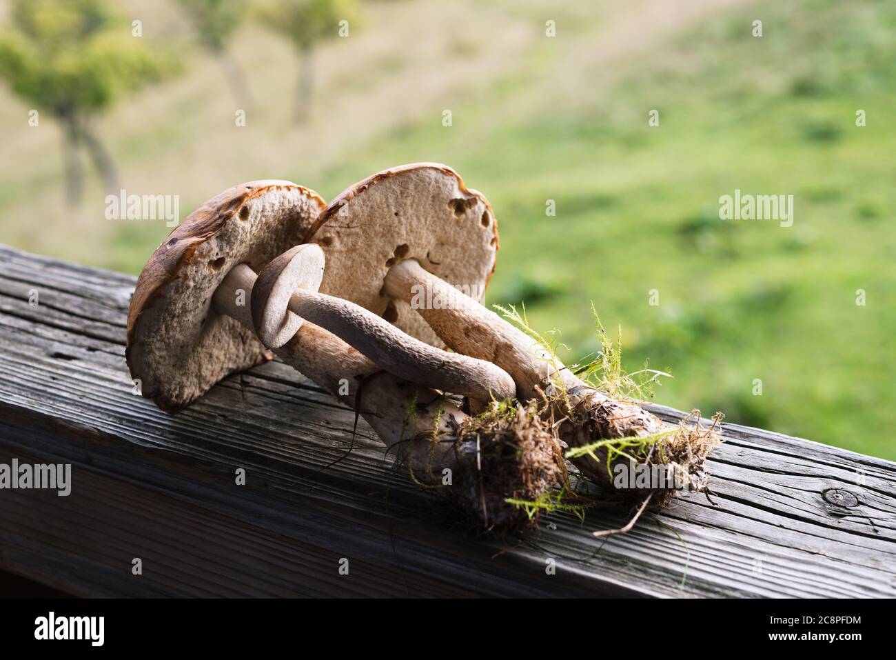 Brauner Kappenbolet sind Sommer essbare Pilze. Natürliche Waldnahrung. Ernte in den ukrainischen Karpaten Stockfoto