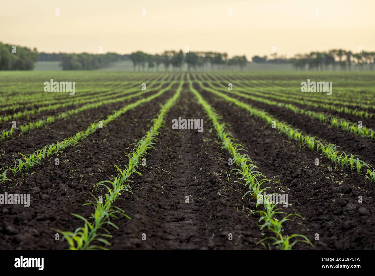 Maisfeld in Unschärfe. Natürlicher Hintergrund für landwirtschaftliche Gestaltung Stockfoto