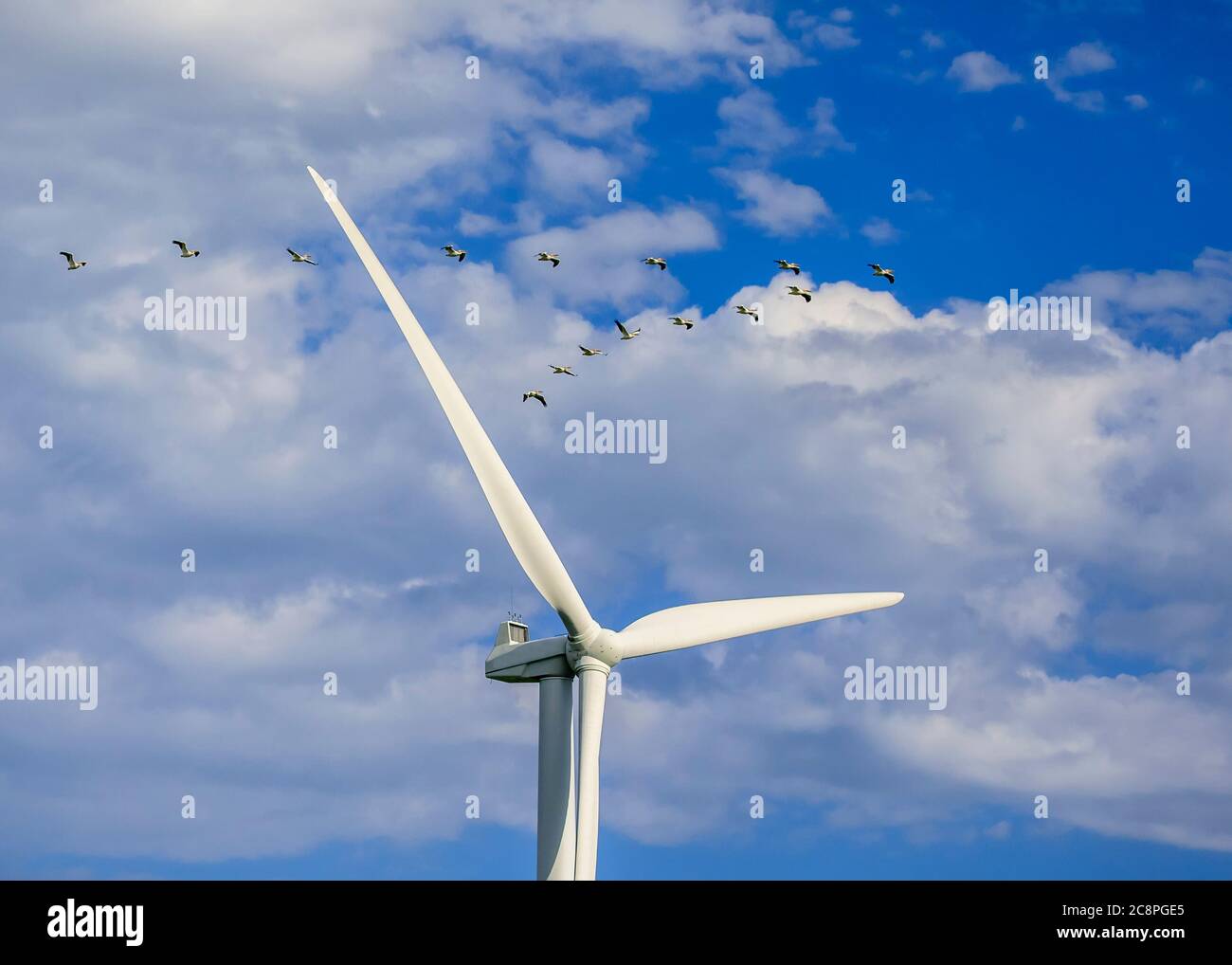American White Pelicans fliegen in der Nähe einer Windkraftanlage, St. Leon, Manitoba, Kanada. Stockfoto