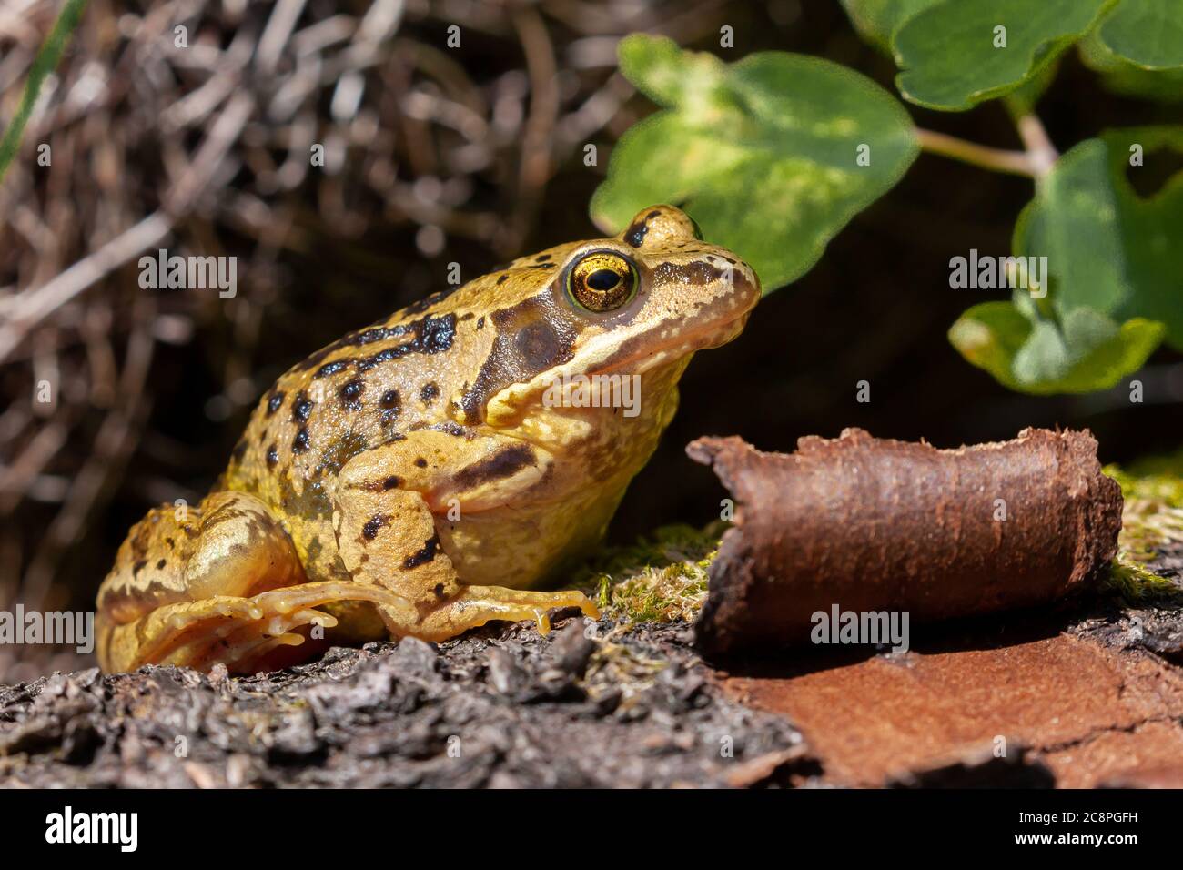 Der Common Frog (Rana temporaria) aus der Nähe ist die bekannteste Amphibie Großbritanniens, aber in einem ungewöhnlichen Gelb mit schwarzen Streifen Färbung. Stockfoto