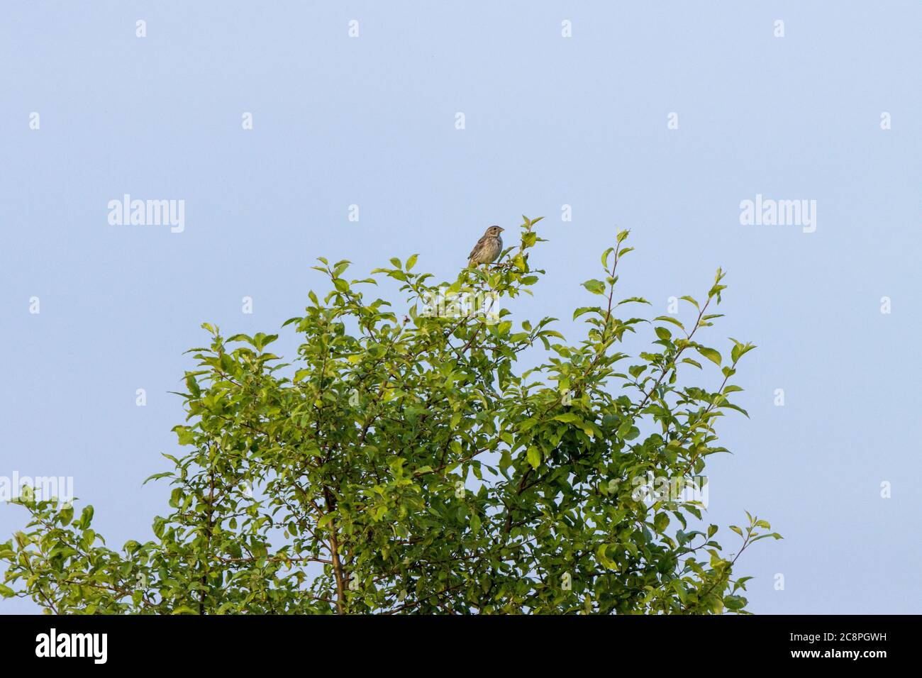 Maiskolben (Emberiza calandra). Russland, Region Rjasan (Gebiet Rjasanskaja) Stockfoto