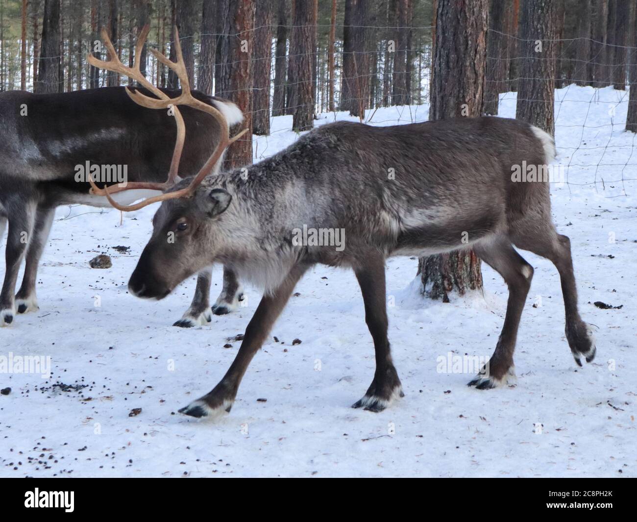 Rentiere im Wald in Lappland, Schweden Stockfoto