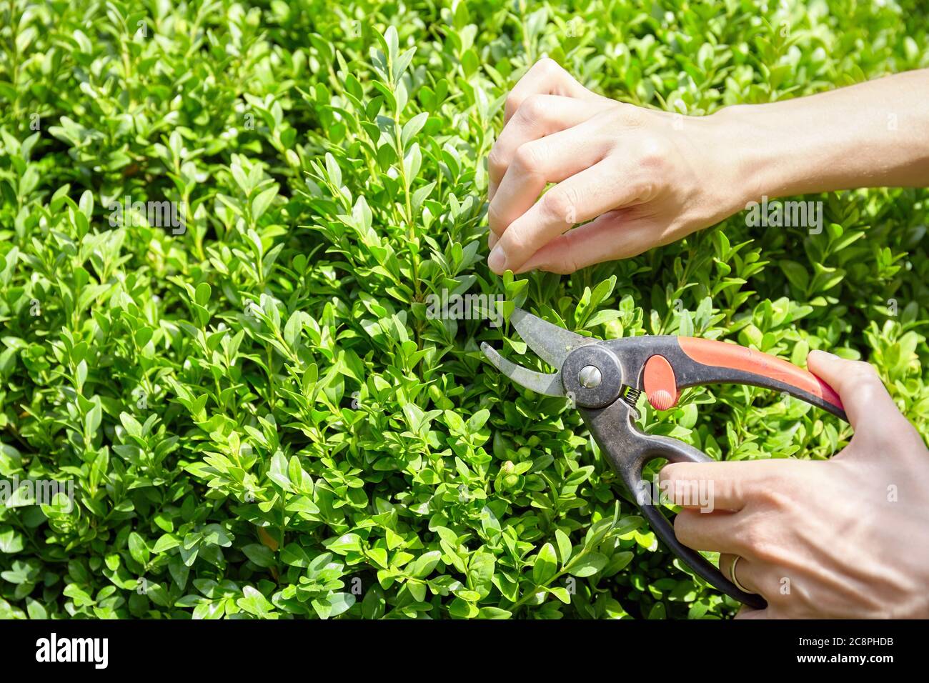 Nahaufnahme des Bildes der Hände mit Schere Trimmen Home Garten Buchsbaum Hecke. Stockfoto