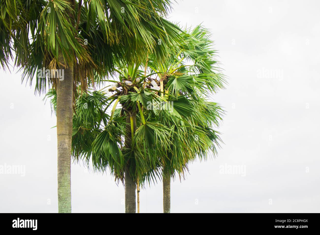 Tal Gach. Englischer Name: Palmyra-Palm, Brab Tree. Lebensraum:Borassus flabellifer. Stockfoto