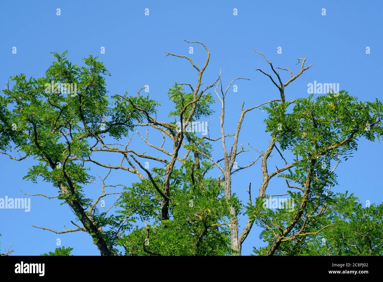 Baum gegen einen blauen Himmel, bestehend aus Lebenden und Toten Niederlassungen zala County ungarn Stockfoto