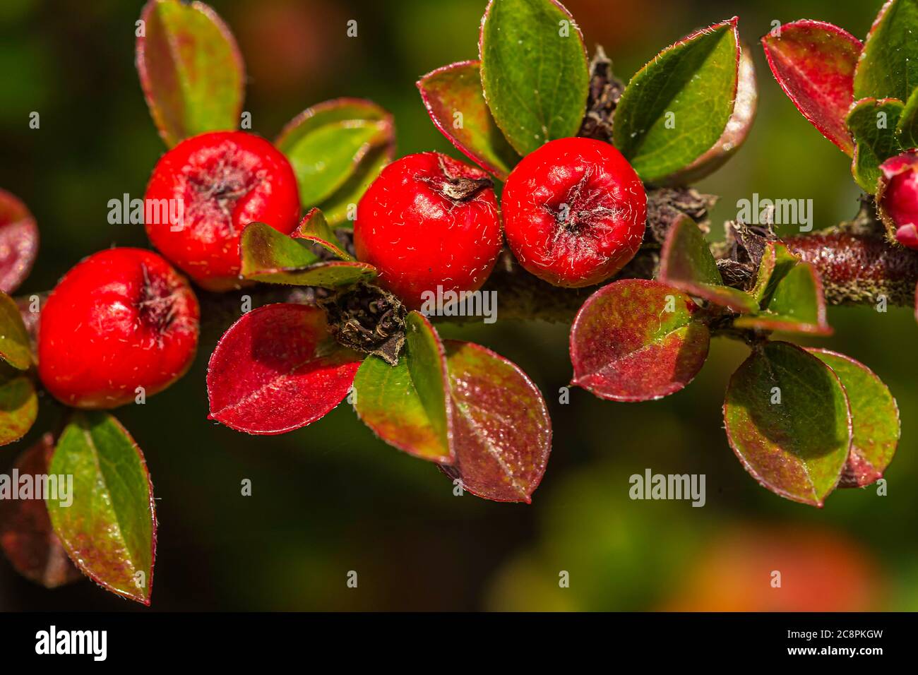 Cotoneaster horizontalis Beeren auf einer Hauswand. Stockfoto