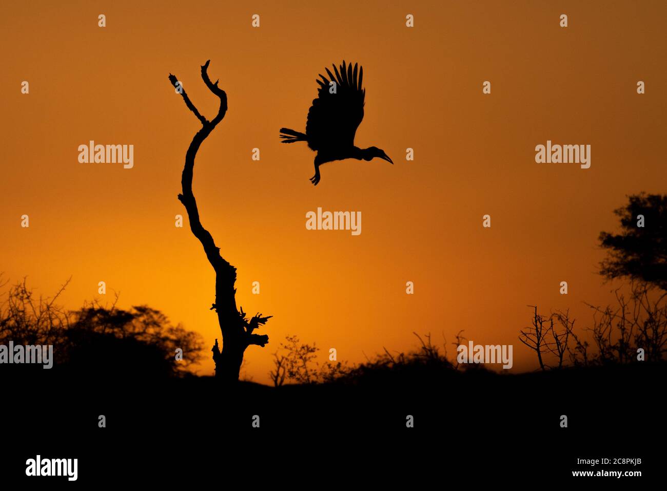 Silhouette eines Erdhorns, Bucorvus leadbeateri, bei der Flucht von einem toten Baum bei Sonnenuntergang. Stockfoto