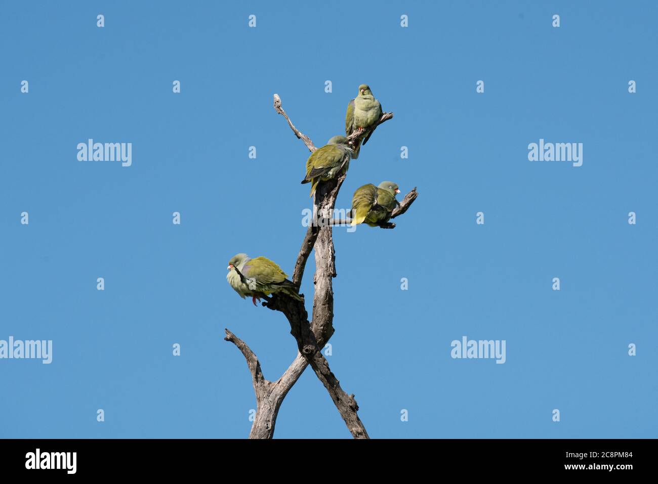 Eine Herde grüner Tauben, Treron calvus, die in einem toten Baum gegen den blauen Himmel barst. Stockfoto