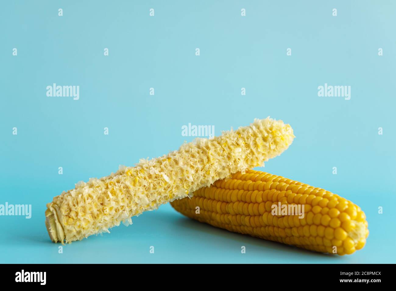 Ganze und leere Maiskolben. Mais. Zea mays. Zwei gekochte Maiskolben. Einer mit köstlichen gelb-goldenen Süßmaiskörnern und der andere nagte. Bio-Lebensmittel Stockfoto