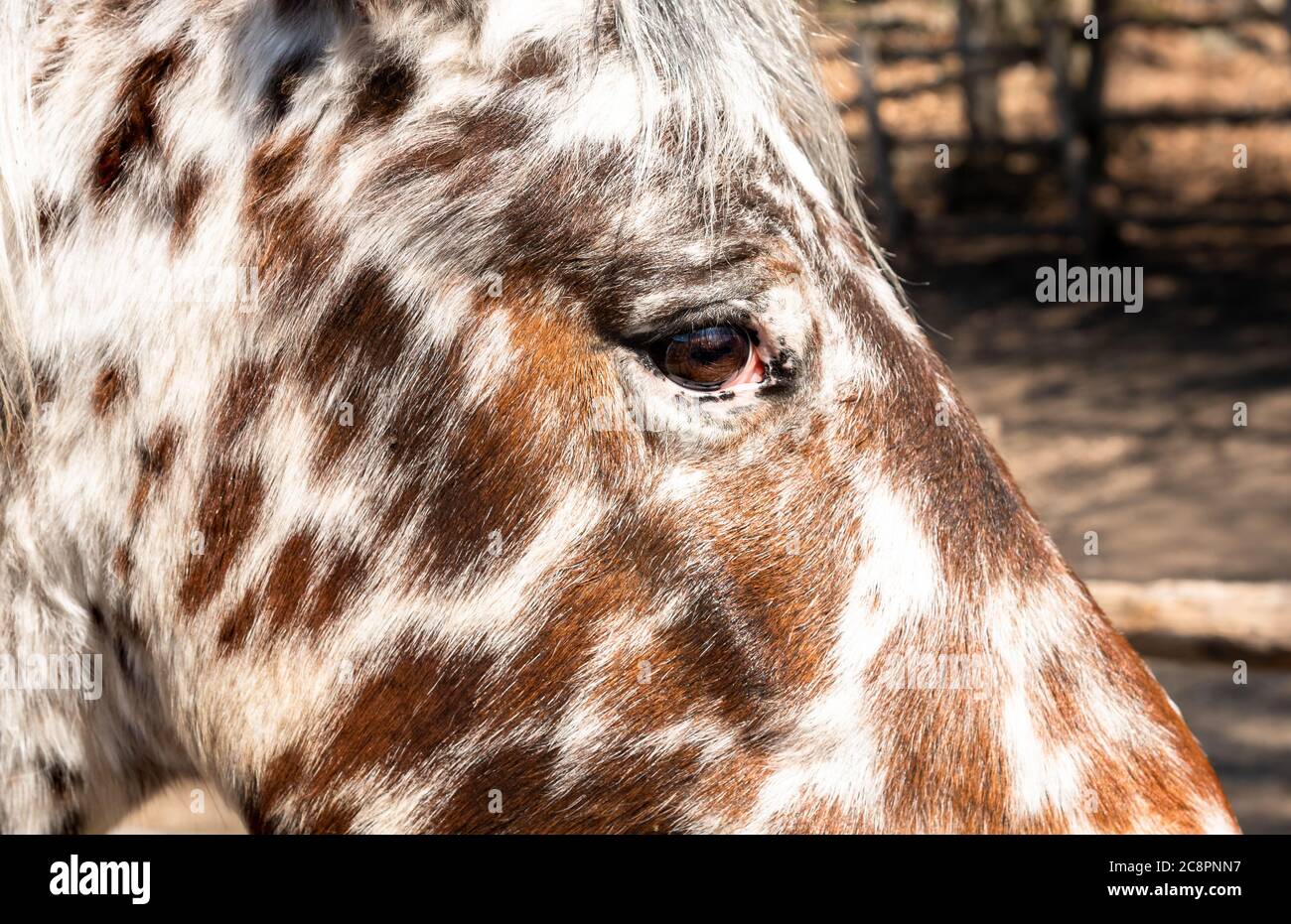 Nahaufnahme von weiß mit braunen Flecken Pferdeauge. Stockfoto