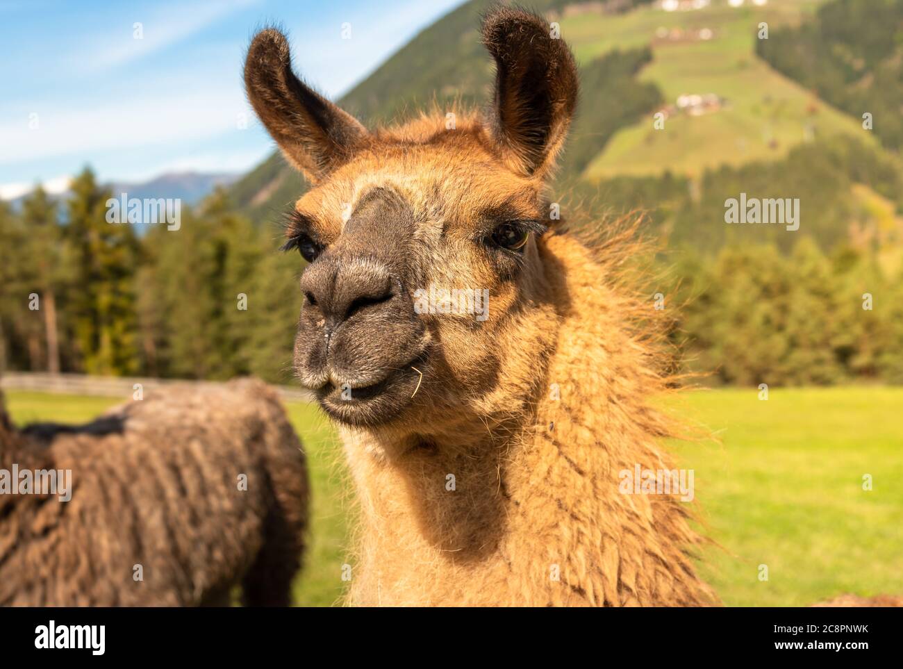 Portrait des braunen lama auf dem Gebiet Südtirols, Wildtiere Natur. Stockfoto