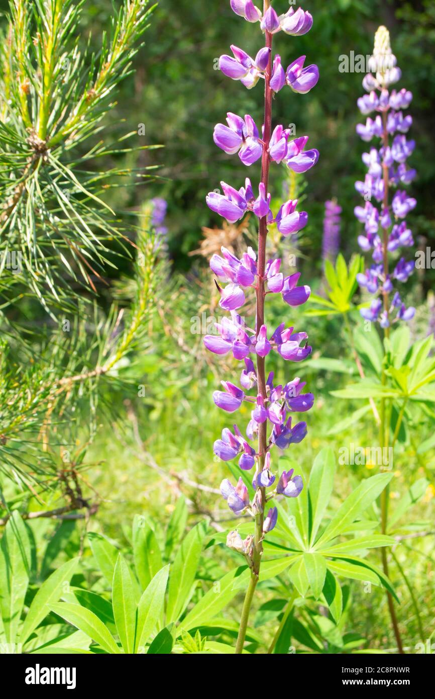 Blühende Lupinenblüten - Lupinus polyphyllus - wilder Wald Weißrussland. Vertikales Bild Stockfoto