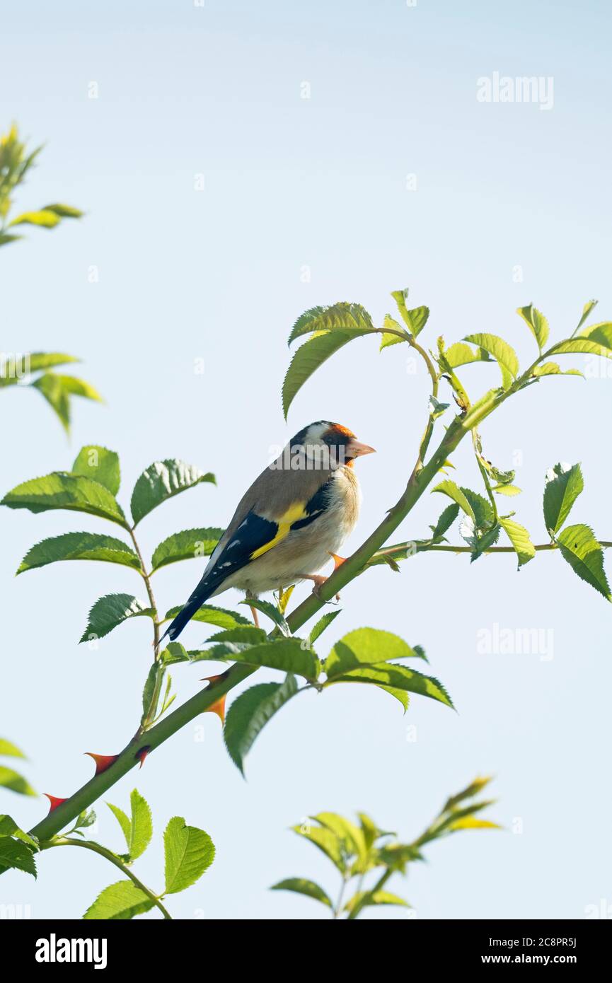 Goldfinch, Carduelis carduelis, alleinerziehend in Bush, Worcestershire, Großbritannien. Stockfoto
