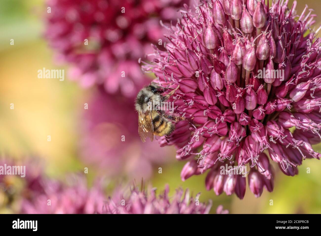 Eine Ansicht auf Augenhöhe, von der Seite, einer Honigbiene mit Pollen auf den Beinen, die Nektar aus leuchtend violetten Allium sphaerocephalon Blüten sammelt. Stockfoto